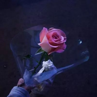 香港2023正版免费资料